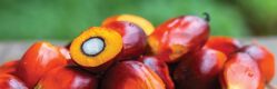 Palm Fruit Oil: A Big Fat Controversy