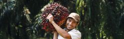 Royal Reality Check for Oil Palm Growers