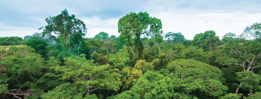 comment-palm-oil-rainforest